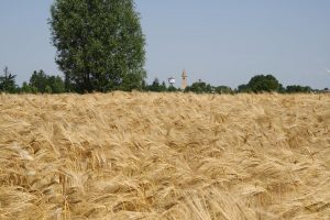 campo-grano-muzzana